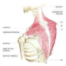 Trapezius pain can occur for many reasons. Upper Trapezius The Key To Scapulohumeral Rhythm