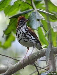 Wood Thrush The Song Of This Guy Is My Favorite Sound To Hear While Walking Through The Woods Backyard Birds Beautiful Birds Bird Photography