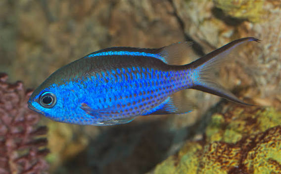 Azurina cyanea - Wikipedia
