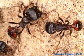 Image result for Pogonospermum subsessile