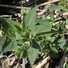 Image result for Hermbstaedtia scabra