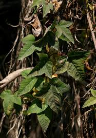 Image result for Merremia pterygocaulos