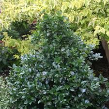 We did not find results for: Castle Spire Blue Holly Ilex X Meserveae Proven Winners