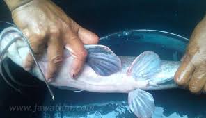 Check spelling or type a new query. Cara Pemijahan Ikan Lele Panduan Lengkap Jawatani Com