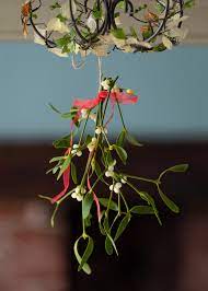 Mistletoe is nervine, antispasmodic, tonic and n. Buy Fresh English Mistletoe Direct From Our Farm To Your Door From Mistletoebypost