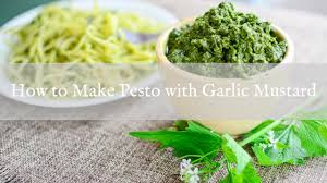 It is called garlic mustard because the leaves have a garlic smell when they are crushed. How To Make Pesto With Garlic Mustard Youtube
