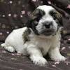 Luckily, san diego's warm environment and rich culture offers plenty activities for you and your dog. 1