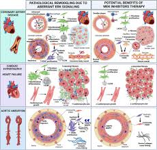 Frontiers | MEK inhibitors: a promising targeted therapy for cardiovascular  disease