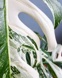 How to care for your variegated monstera albo cutting or plant. Monstera Deliciosa Albo Variegata The Most Expensive Plants In The World Thursd