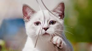 My cat holds her tail in the air over her back when she walks or runs.is this a normal for your tortoiseshell and calico cats are delightful. Munchkin Cat Price Personality Lifespan