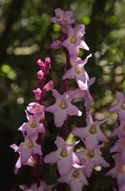 Image result for Harveya