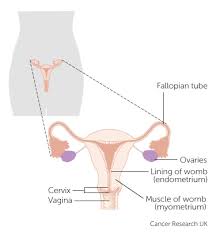 The Hormone System And Cancer Cancer Research Uk