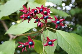 Image result for Clerodendrum melanocrater