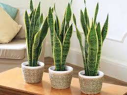 Put These 5 Plants In Your Bedroom To Enjoy A Better Sleep Plants Indoor Plants House Plants