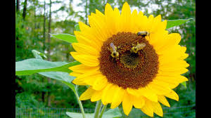 Download this free photo about bee pollinating flower, and discover more than 8 million professional stock photos on freepik. What Is Pollination Lesson For Children Nurturestore