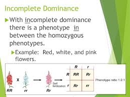 Sec 11 2 Complex Patterns Of Inheritance Ppt Download