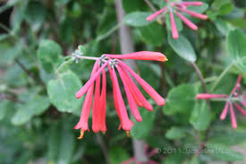 Maybe you would like to learn more about one of these? Vines For Growing In Houston Choosing The Right Vine For Your Garden