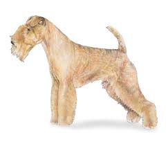 Image result for lakeland teriér