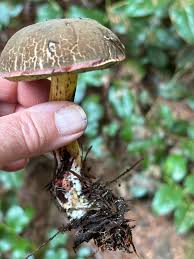 Image result for Xerocomellus diffractus