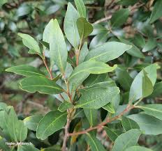 Image result for Pterocelastrus