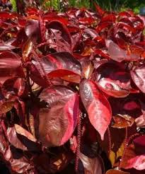 Image result for Acalypha polymorpha