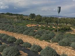 Lavender is cultivated as an ornamental plant and its fresh flowers can be used in flavoring sauces and desserts. Fall Planting Pros Cons And Insights To Planting Lavender And More In The Fall Sage Creations Organic Farm
