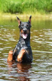 Image Result For Doberman Ear Cropping Styles