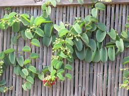 Image result for Cissus rotundifolia