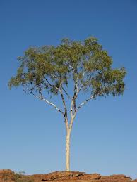Image result for Eucalyptus tereticornis