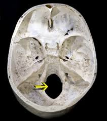 Foramen Magnum Meaning In Tamil Shabdkosh