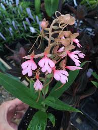 Image result for Habenaria myodes