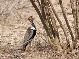 Image result for Burttia prunoides