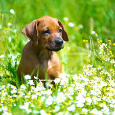 The Common Garden Plants That Are Deadly To Dogs And Cats And What To Do If They Eat One Country Life