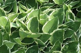 Hosta dark shadows plants are 20 high and spread up to 36 wide. How To Grow Plant And Care For Hostas Gardening Channel