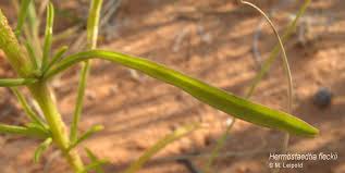 Image result for Hermbstaedtia fleckii