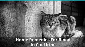 Sometimes cats will show no symptoms but things to look out for are. Home Remedies For When There S Blood In Your Cat S Urine