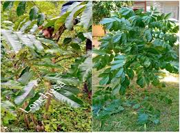 Image result for Bersama abyssinica