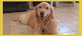 Ingyenes letöltés hd vagy 4k az összes videót ingyen felhasználhatod a projektjeidben. Southern Arizona Golden Retriever Rescue