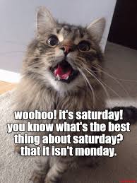 Find the newest caturday meme meme. Woo Hoo Meme