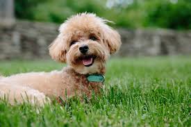 Maybe you would like to learn more about one of these? Lisa S Pampered Paws Pet Grooming Home
