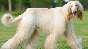 The afghan hound is an aloof and dignified aristocrat of sublime beauty.despite his regal appearance, he is known for his profound loyalty, sensitive nature and absolute love for those he calls his own 10 Elegant Facts About The Afghan Hound Mental Floss