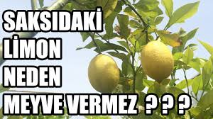 Ancak bu yolla elde edilen çöğürden fidan ve ağaç elde edilebilmesi çok uzun zaman aldığından, genellikle limon ağacı, turunç anaçlarına istenen limon çeşitlerinin. Saksida Limon Fidani Bakimi Sulamasi Limon Neden Cicek Doker Youtube