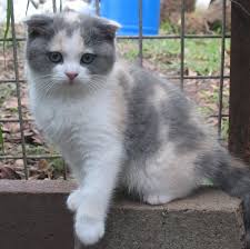 Pin On Scottish Fold Cats