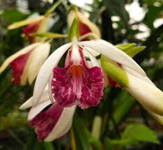 Image result for Phaius