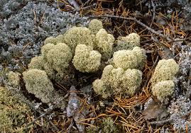 Image result for Cladina  stellaris