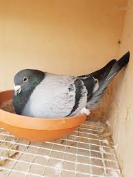 متى يبيض الحمام بعد التزاوج. Ù…ÙˆØ¶ÙˆØ¹ ÙƒØ§Ù…Ù„ Ø¹Ù† ÙØªØ±Ø© Ø§Ù„ØªÙØ±ÙŠØ® Ùˆ ÙØªØ±Ø© Racing Pigeons Morocco Facebook