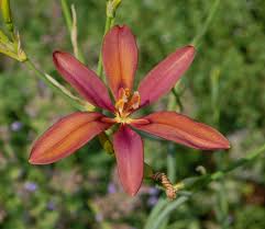 Image result for Pardancanda norrisii