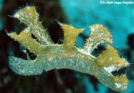 Image result for Melinis subglabra