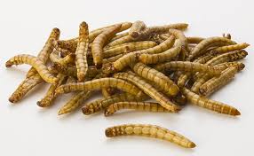 Vers Geants Zophobas Morio Insectes Comestibles