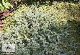Abies Koreana Bonsai Blue Jodla Koreanska Bonsai Blue Abies Koreana Abies Conifers Garden